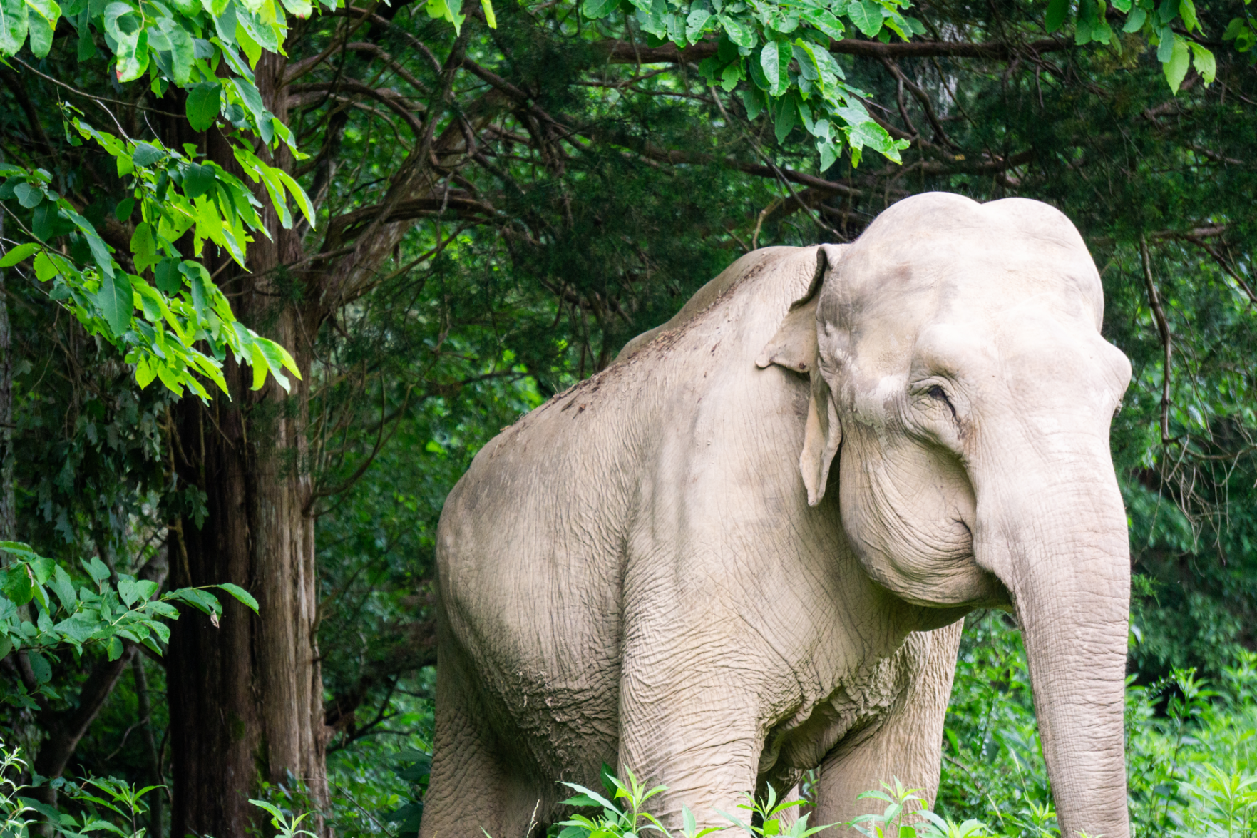 Shirley, Tennessee’s 72-Year-Old Asian Elephant, Has Died